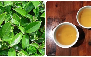 Uống nước trà xanh tươi hàng ngày có tác dụng gì?