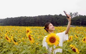 Rực vàng cánh đồng hoa hướng dương ở Kim Liên, du khách đổ xô check-in