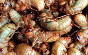 Ăn 2 con ve sầu, nam sinh sốc phản vệ phải cấp cứu lúc nửa đêm