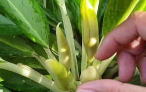 Cây giữ tiền ra hoa có độc không, ý nghĩa?