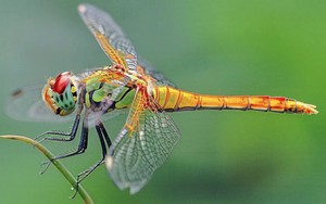 Tháng sinh Âm lịch của người nhiềui bạn, quan hệ rộng, cuộc đời không thiếu người nâng đỡ