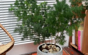Cây tùng nho phong thủy, món quà ý nghĩa khơi thông tài vận, rước may mắn
