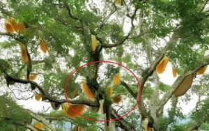 Nhìn lên cây sung cổ thụ, người dân sửng sốt chứng kiến cảnh tượng "nổi da gà"