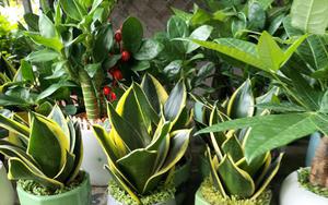 Những loại cây nên trồng trong tháng 7 âm lịch để tăng sinh khí và bình an cho gia đình