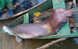 Ngư dân bắt được con cá hải tượng long dài 2,44 mét, nặng 120kg trên sông
