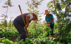 Bán nhà 3,8 tỷ về quê trồng rau, nuôi gà, vợ chồng nghỉ hưu vỡ mộng chỉ sau 10 tháng