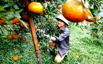 Cam đặc sản Hà Tĩnh chín đỏ rực chờ Tết