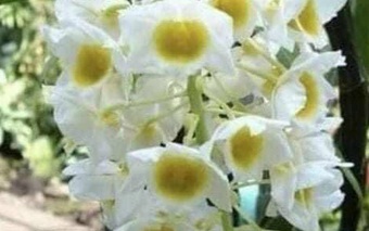 Lan rừng Lai Châu vẫy gọi khách du lịch dịp Tết Nguyên đán