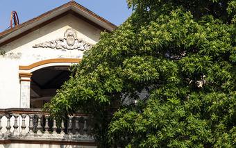 Hà Nội, hoa sữa nở rộ trong nắng thu