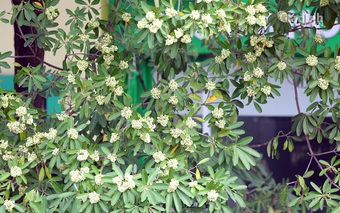 Cận cảnh 80 cây hoa sữa ở Nguyễn Chí Thanh "sắp" bị di dời vì mùi hương nồng nặc