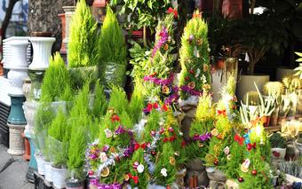 Hà Nội: Cây thông mini đắt hàng vì giá rẻ, thông dụng, "chơi" Noel xong làm luôn cây cảnh trong nhà