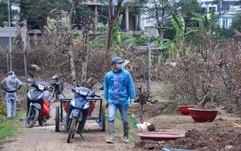 Đào tàn ùn ùn được trở lại vườn để chăm sóc chuẩn bị cho mùa vụ sau