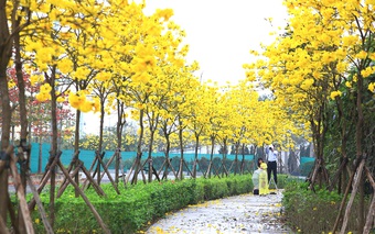 Ngỡ ngàng với vẻ đẹp mê hồn của đường hoa phong linh nằm ngay trong lòng Hà Nội