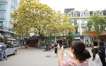 Cận cảnh cây hoa bún cổ thụ vàng rực, phủ kín cả góc phố khiến ai đi qua cũng phải trầm trồ
