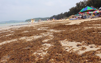 Quảng Ninh: Nhếch nhác bãi biển du lịch Cô Tô bị rong biển chết phủ kín 