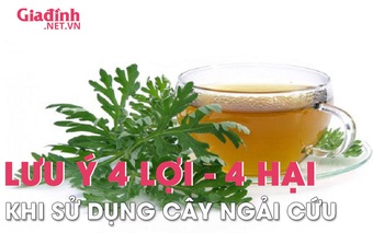 Lưu ý 4 lợi - 4 hại khi sử dụng cây ngải cứu