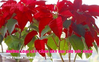 Những loại cây cảnh nên tránh trồng trong nhà