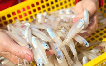 Ngư dân Hà Tĩnh trúng đậm "lộc biển" ngày đầu Xuân