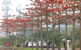 Ngắm hàng cây hoa gạo đỏ rực trời ngay trong lòng Hà Nội