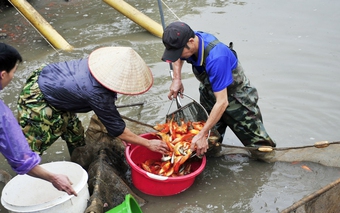 Giáp ngày Táo Quân, làng cá chép hối hả thu lưới, trả đơn khách sỉ, nông dân thu lãi đậm