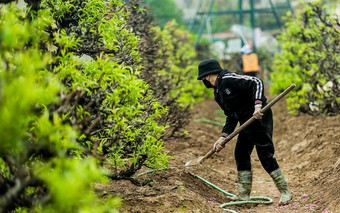 Sau Tết, làng Nhật Tân tất bật 'hồi sinh' đào cổ thụ để cho thuê