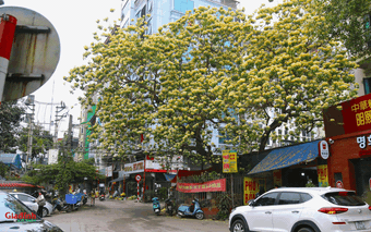 Cây hoa bún 300 tuổi bung nở vàng rực, người dân Hà Nội thích thú 'check in'
