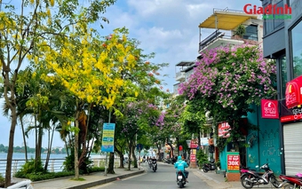 Say đắm vẻ đẹp hoa Muồng hoàng yến bên Hồ Tây