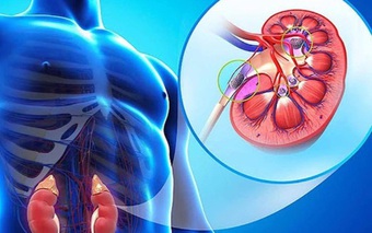 10 thực phẩm rẻ tiền, bổ thận đang bán đầy chợ Việt, người bệnh thận nên ăn để phòng biến chứng
