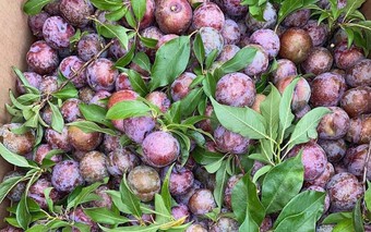 Loạt món ngon với quả mận đang vào chính vụ, ai thử cũng sẽ mê