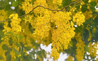 Đô thị Hà Nội bừng sáng trong sắc vàng muồng hoàng yến: Khi hoa không chỉ để ngắm nhìn