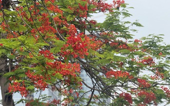 Vừa chớm hè, dân tình đã ‘cháy tim’ với loạt ảnh hoa phượng đẹp như thơ