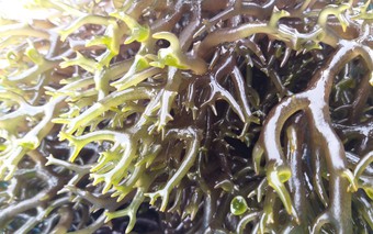 Loại rau có tên lạ, không chỉ cần riêng cho người bị biếu cổ, chứa nhiều dinh dưỡng, chế biến được nhiều món ngon cho cả nhà