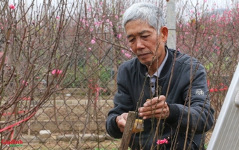 Hà Nội: Hoa nở sớm, người dân tấp nập đổ về Nhật Tân lựa đào chơi Tết