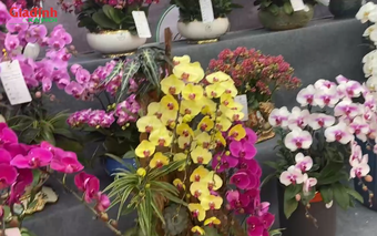 Lan Đà Lạt, đặc biệt là lan xanh táo ‘cháy hàng’ dịp tết Nguyên Đán 2026