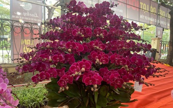 Hoa lan giữ nhịp ổn định trên thị trường hoa Tết