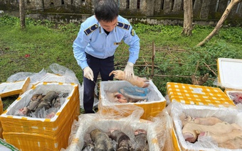 Kinh hoàng hơn 2,6 tấn chân trâu, nội tạng động vật không rõ nguồn gốc vừa bị phát hiện khi lưu thông trên cao tốc Bắc – Nam