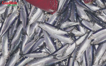 Loại cá siêu rẻ, bán đầy chợ Việt giàu omega3 không kém cá hồi