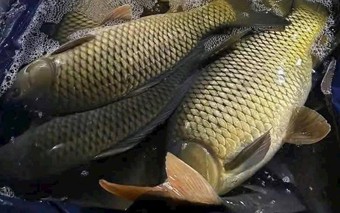 Loại cá giàu protein hơn cá hồi, được Đông y ví là thực phẩm bổ thận, tốt cho người tuổi trung niên, chế biến món nào cũng ngon