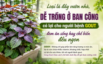 Loại lá đầy vườn nhà, dễ trồng ở ban công có lợi cho người bệnh gout, đem ăn sống hay chế biến đều ngon