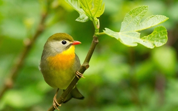 Tháng sinh Âm lịch của người giỏi tích luỹ và quản lý tiền bạc