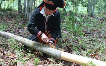 Thứ vỏ cây khô của đồng bào miền núi được các nước thích mê, đem về 6.500 tỷ