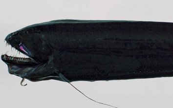 Loài thủy quái đáng sợ nhất hành tinh