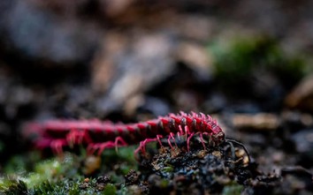 Phát hiện loài sinh vật hiếm chỉ xuất hiện vài ngày mỗi năm, du khách nối đuôi nhau đến tận nơi xem