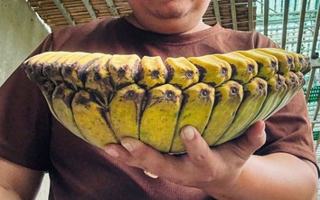Người đàn ông đưa giống chuối 'độc, lạ' về trồng ở 'thủ phủ chuối' Quảng Trị
