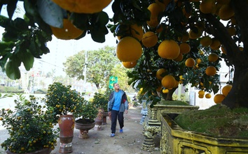 Nghệ An, bưởi cảnh, quất thế phục vụ tết Nguyên đán xuống phố sớm, giá 60 - 70 triệu đồng vẫn hút khách