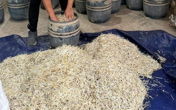 Sử dụng chất cấm để sản xuất giá đỗ, hai chủ cơ sở bị khởi tố