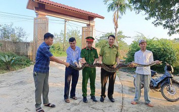 Phát hiện trăn đất quý hiếm 'khủng' khi đi làm nương
