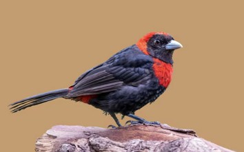 Tháng sinh Âm lịch tiết lộ người có số vượng trung niên: Sau 35 tuổi bước vào thời hoàng kim