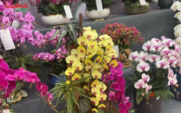 Lan Đà Lạt, đặc biệt là lan xanh táo ‘cháy hàng’ dịp tết Nguyên Đán 2026