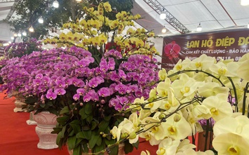 Ai đang chi tiền mạnh cho hoa lan dịp Tết?
